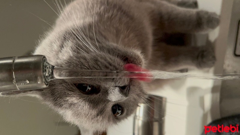 British Shorthair, Kedi  Lila fotoğrafı