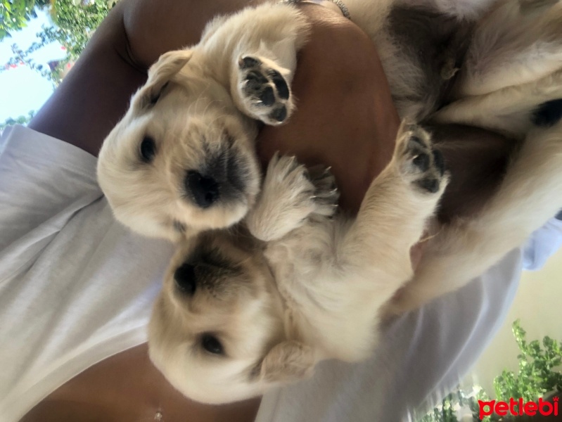 Golden Retriever, Köpek  Golden yavrular fotoğrafı
