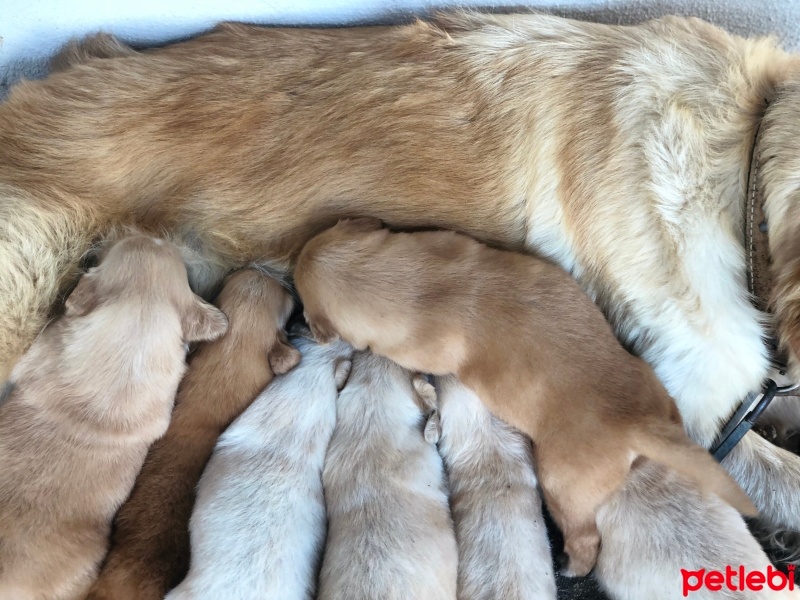 Golden Retriever, Köpek  Golden yavrular fotoğrafı