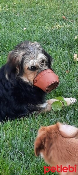 İskoç Terrier, Köpek  Karamel fotoğrafı