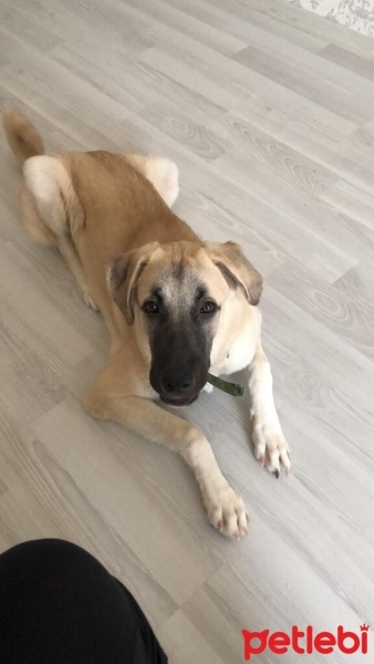 Kangal, Köpek  Chucky fotoğrafı