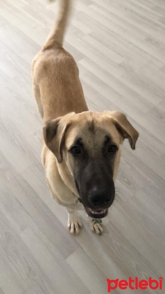 Kangal, Köpek  Chucky fotoğrafı