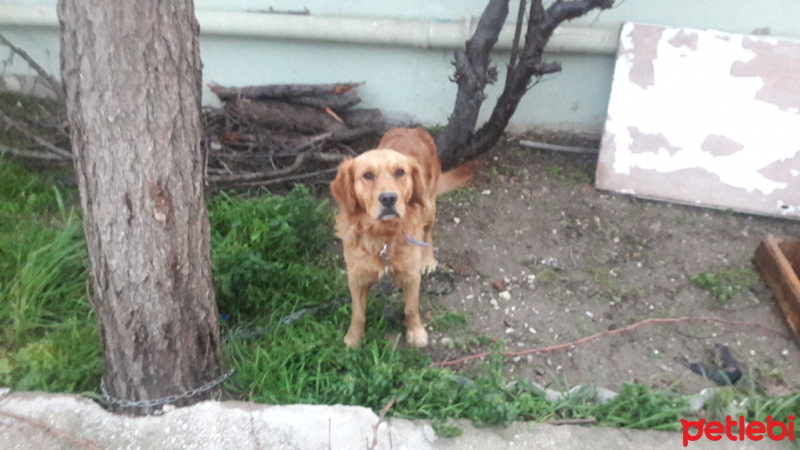 Golden Retriever, Köpek  Rex fotoğrafı