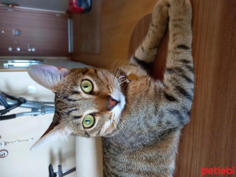 Tekir Kedi, Kedi  Şeker fotoğrafı