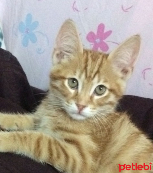 Tekir Kedi, Kedi  Önem fotoğrafı