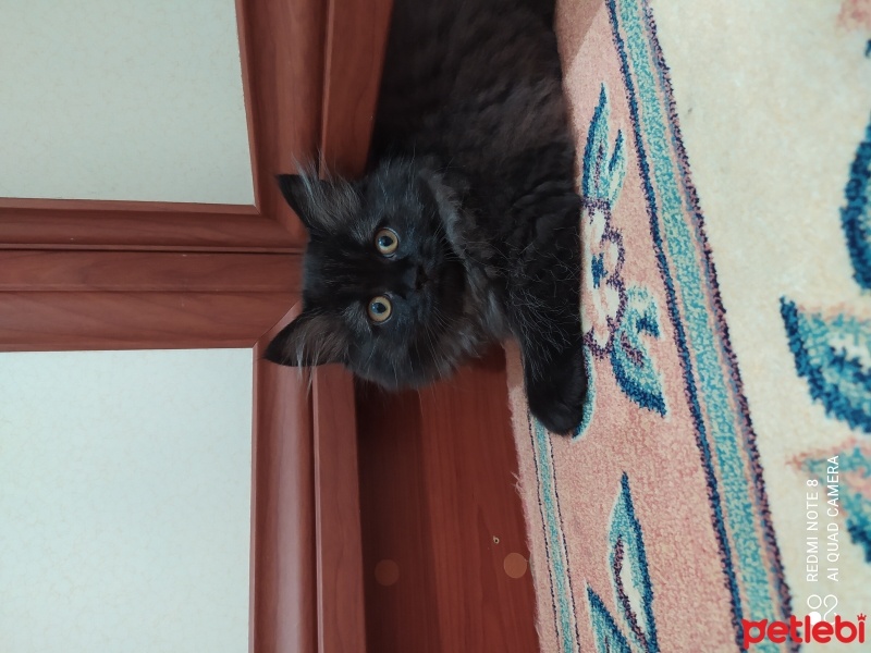 British Longhair, Kedi  Ballı fotoğrafı