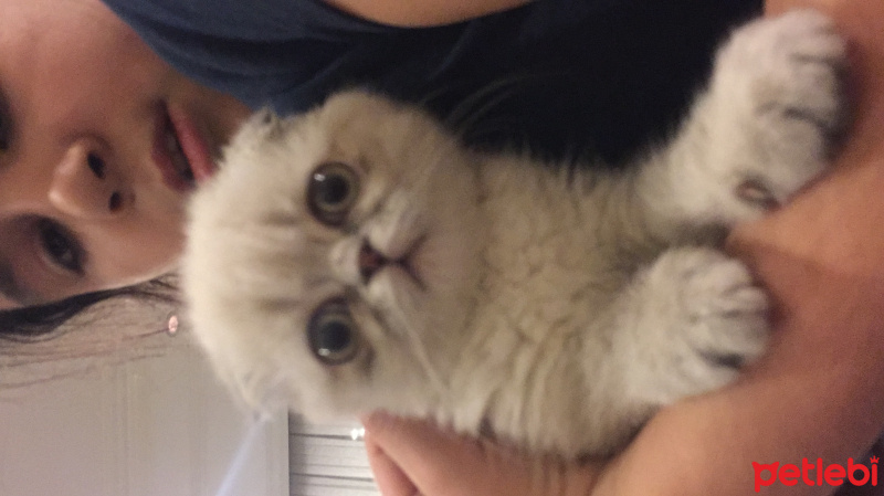 Scottish Fold, Kedi  Vanilya fotoğrafı