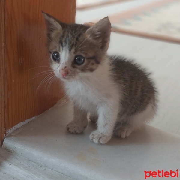 Tekir Kedi, Kedi  Leo fotoğrafı