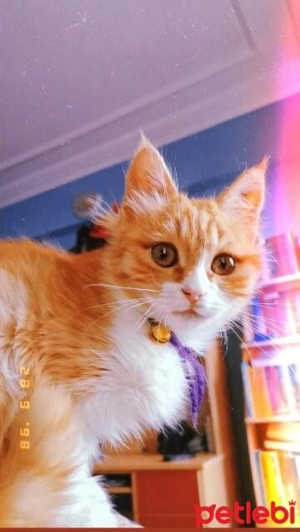 İran Kedisi (Persian), Kedi  Şila fotoğrafı