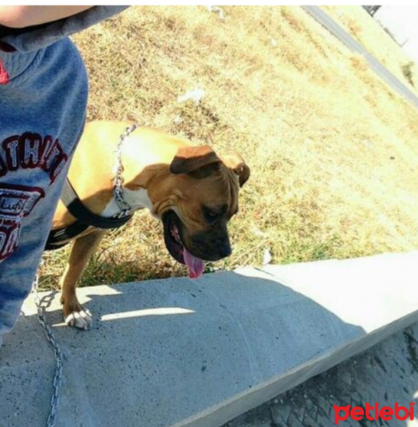 Boxer, Köpek  Şila fotoğrafı