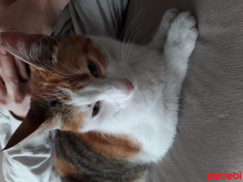 Tekir Kedi, Kedi  Toprak fotoğrafı