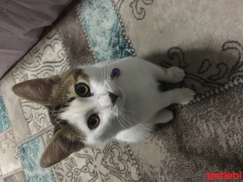 Tekir Kedi, Kedi  Zarife fotoğrafı