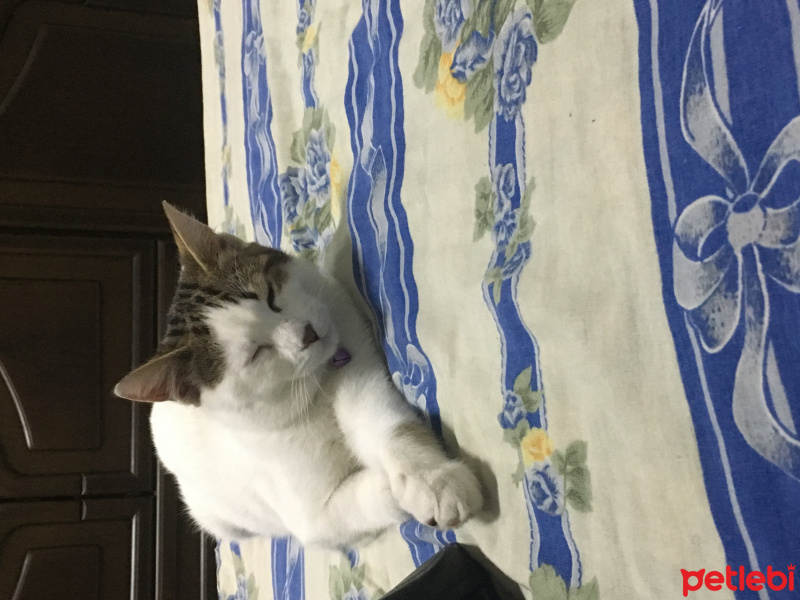 Tekir Kedi, Kedi  Zarife fotoğrafı