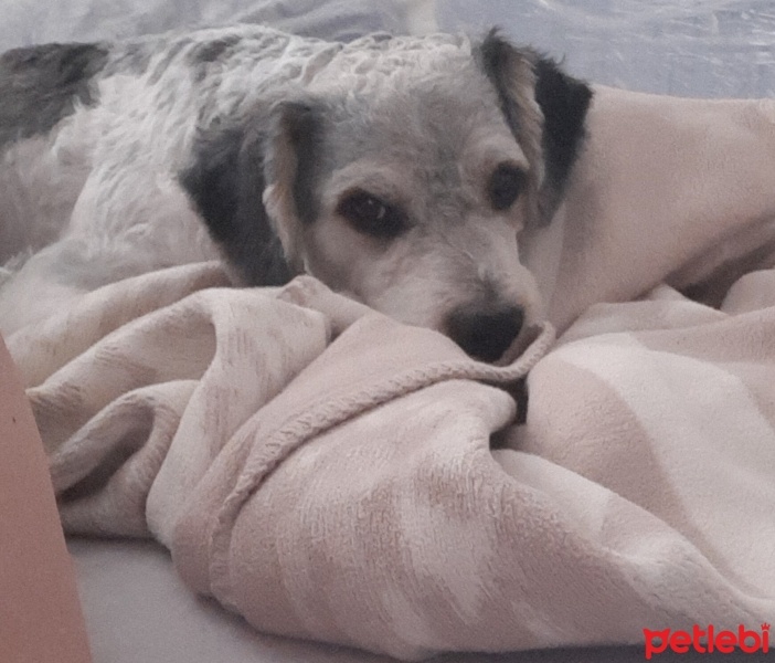 Maltese, Köpek  Morki fotoğrafı