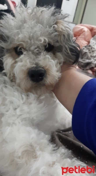 Maltese, Köpek  Morki fotoğrafı