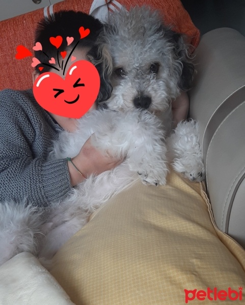 Maltese, Köpek  Morki fotoğrafı