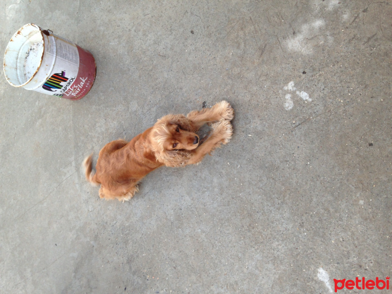 Amerikan Cocker Spaniel, Köpek  Layd  fotoğrafı