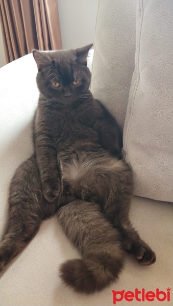 British Shorthair, Kedi  Ciko fotoğrafı