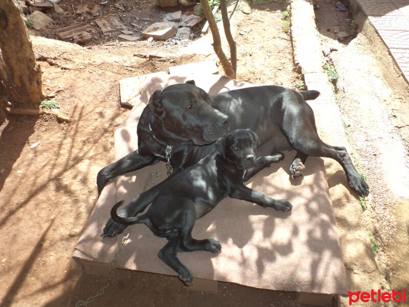 Cane Corso Italiano, Köpek  Hera  fotoğrafı