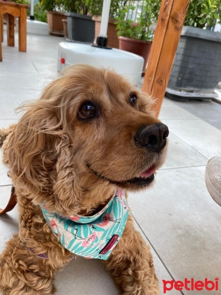 İngiliz Cocker Spaniel, Köpek  Queen fotoğrafı