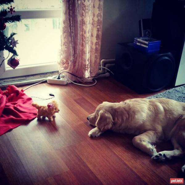 Golden Retriever, Köpek  Muffin fotoğrafı