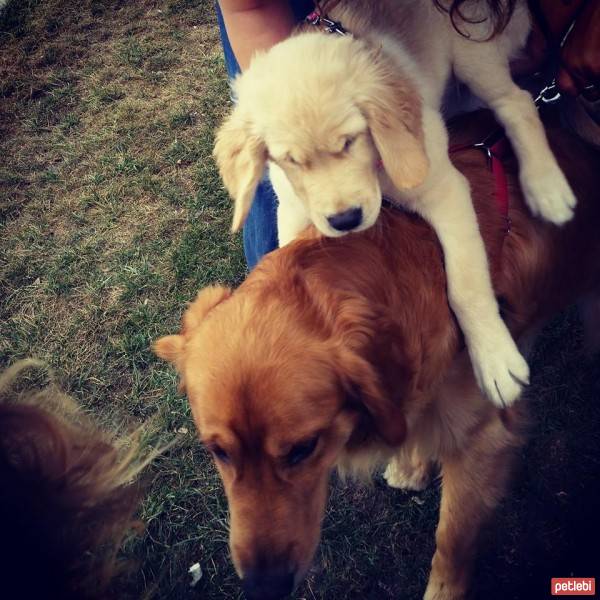 Golden Retriever, Köpek  Muffin fotoğrafı