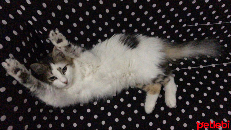 Chinchilla, Kedi  Feride fotoğrafı