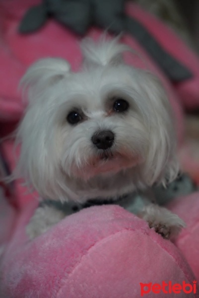 Maltese, Köpek  Şila fotoğrafı