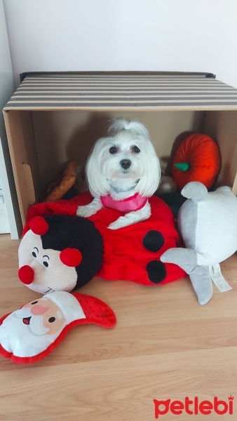 Maltese, Köpek  Şila fotoğrafı