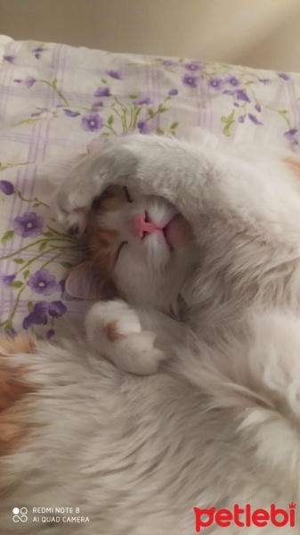 Tekir Kedi, Kedi  Kukuli fotoğrafı