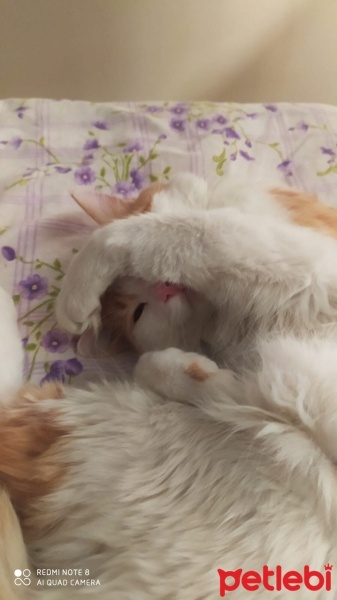 Tekir Kedi, Kedi  Kukuli fotoğrafı