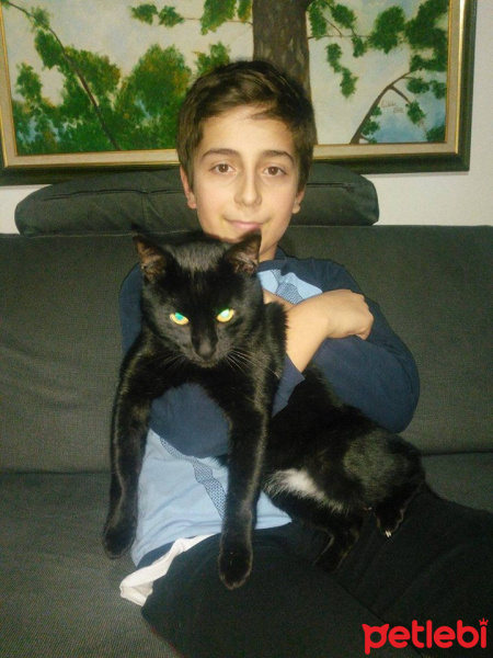 Soke, Kedi  Pufi fotoğrafı
