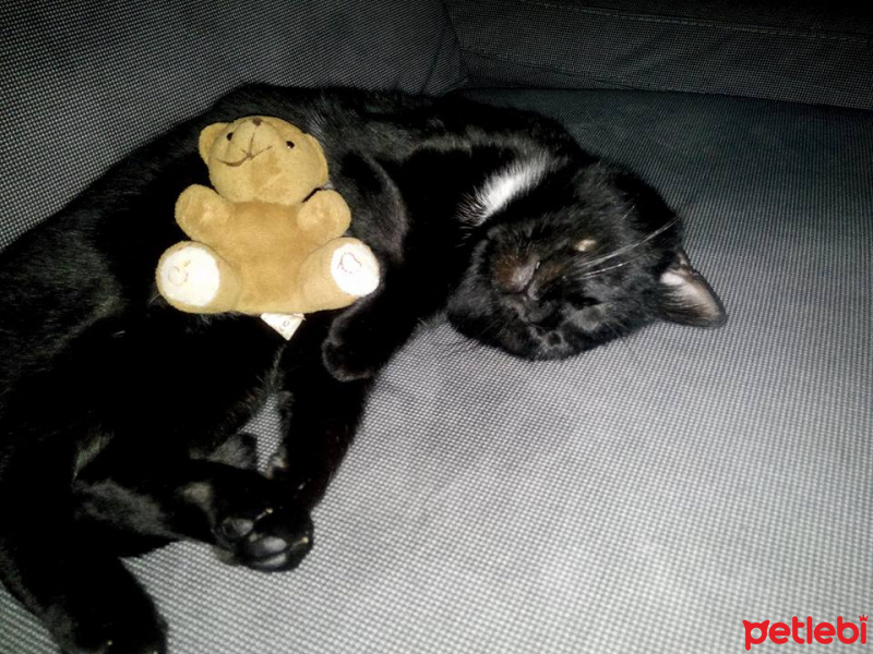 Soke, Kedi  Pufi fotoğrafı