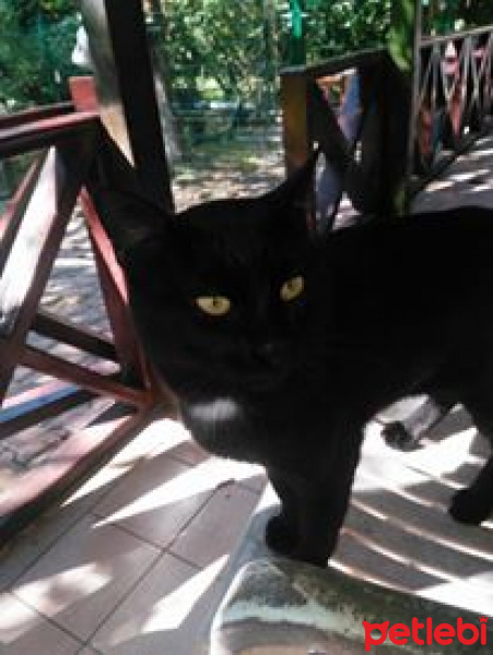Soke, Kedi  Pufi fotoğrafı