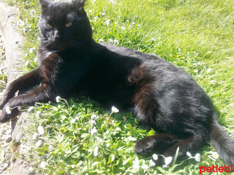 Soke, Kedi  Pufi fotoğrafı