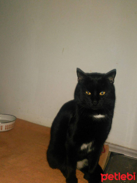 Soke, Kedi  Pufi fotoğrafı
