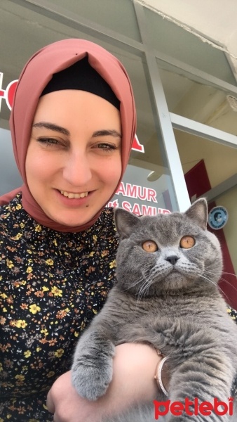 British Shorthair, Kedi  DUMAN fotoğrafı