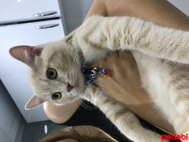 Scottish Fold, Kedi  Limon fotoğrafı