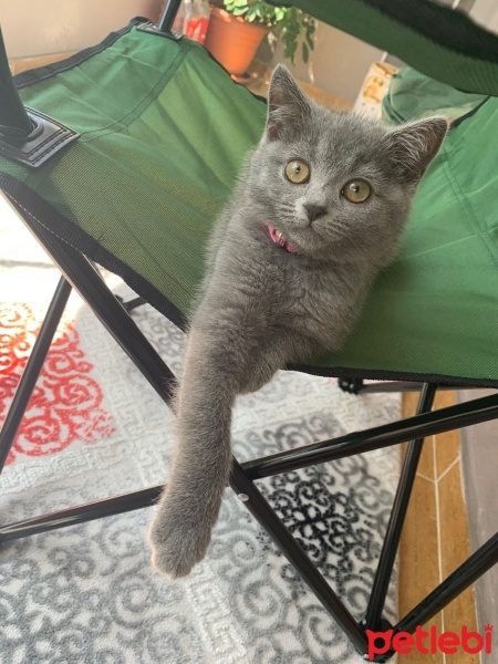 British Shorthair, Kedi  MİA fotoğrafı