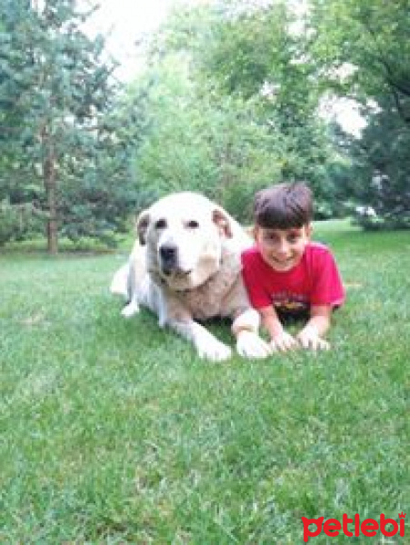 Akbaş, Köpek  Boncuk fotoğrafı