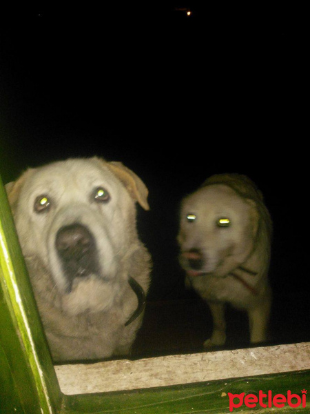 Akbaş, Köpek  Boncuk fotoğrafı