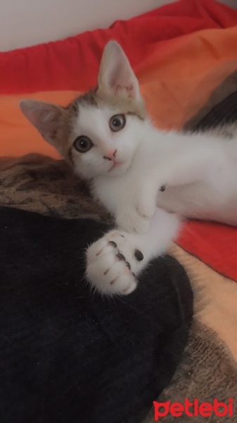 Tekir Kedi, Kedi  Fıstık fotoğrafı