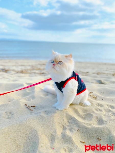 İran Kedisi (Persian), Kedi  KÖPÜK fotoğrafı