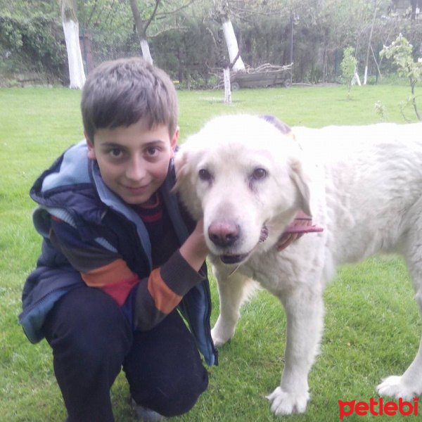 Akbaş, Köpek  Pamuk fotoğrafı