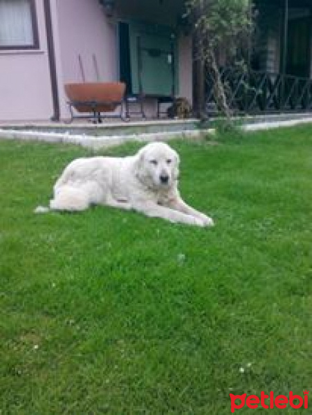 Akbaş, Köpek  Pamuk fotoğrafı