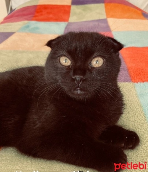 Scottish Fold, Kedi  zeytin fotoğrafı
