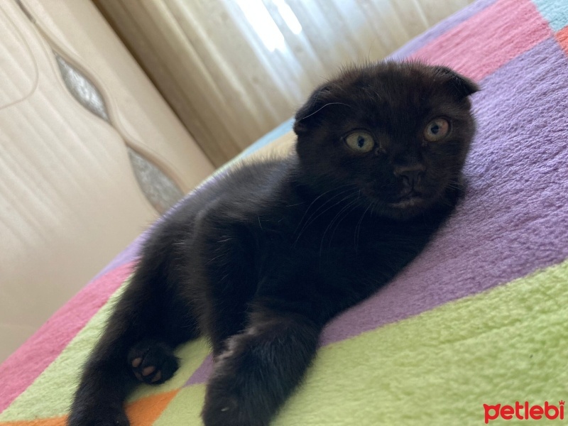 Scottish Fold, Kedi  zeytin fotoğrafı