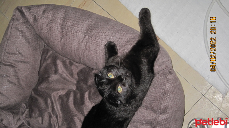 Scottish Fold, Kedi  zeytin fotoğrafı