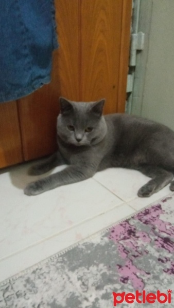 British Shorthair, Kedi  Paşa fotoğrafı
