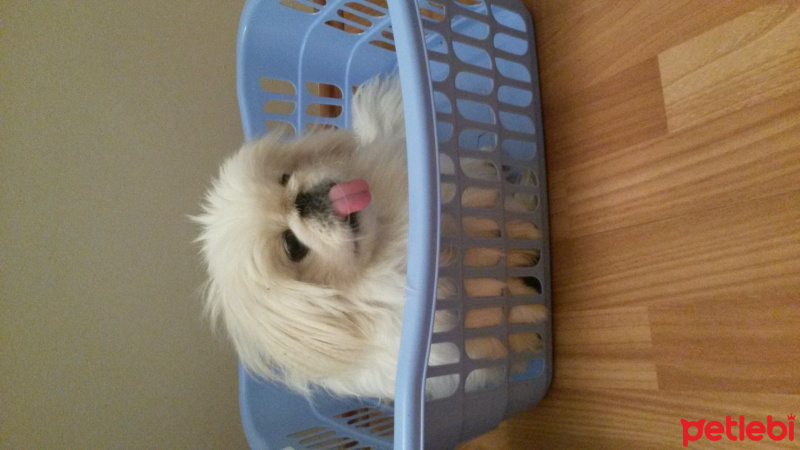 Pekingese, Köpek  Gogo fotoğrafı